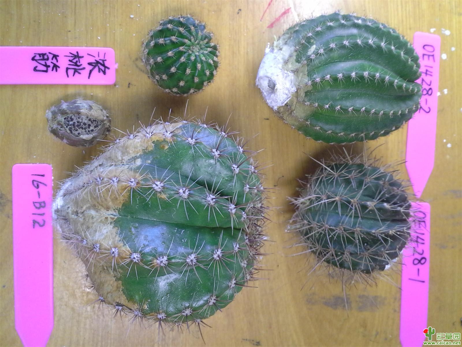 【结束】广西崇左普通毛花、彩草