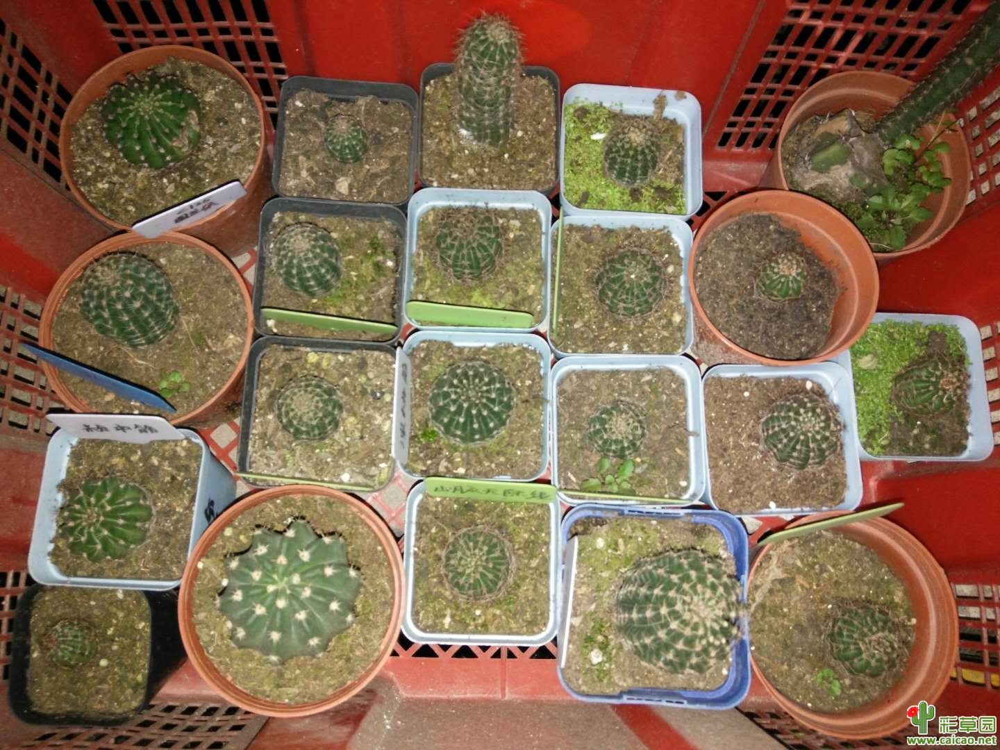 入冬没花看了看看球吧