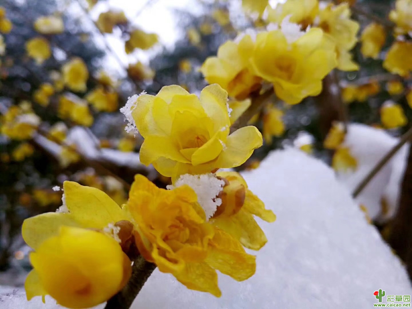 隆冬季节回顾2017的花花18369