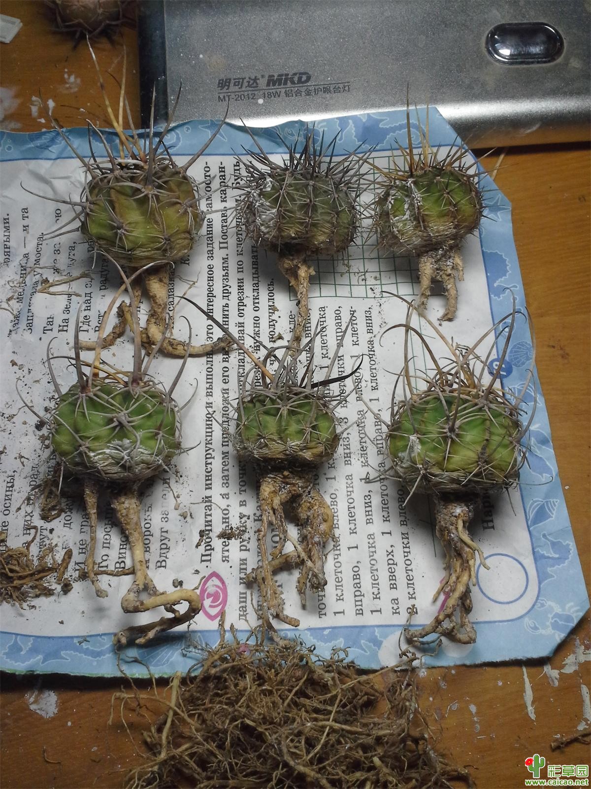 强刺丽花球