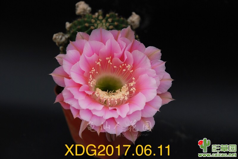 春节将至 发几张开花图和花友共赏