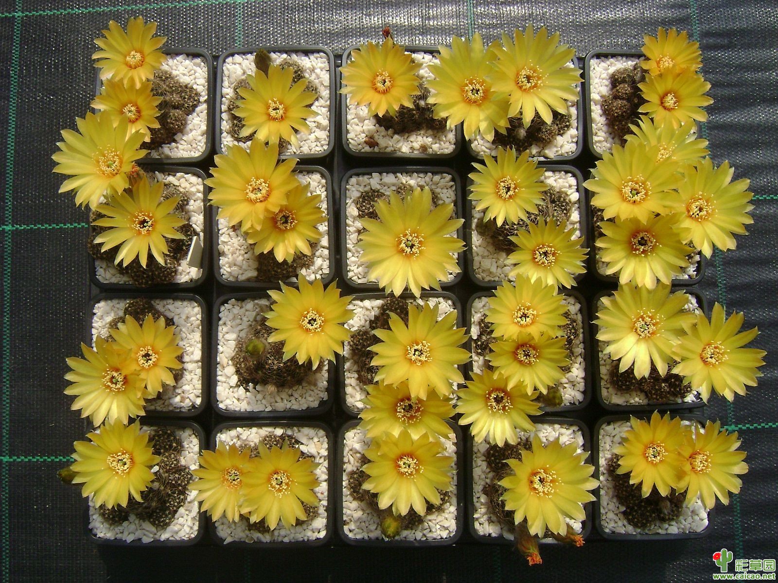 Lobivia arachnacantha