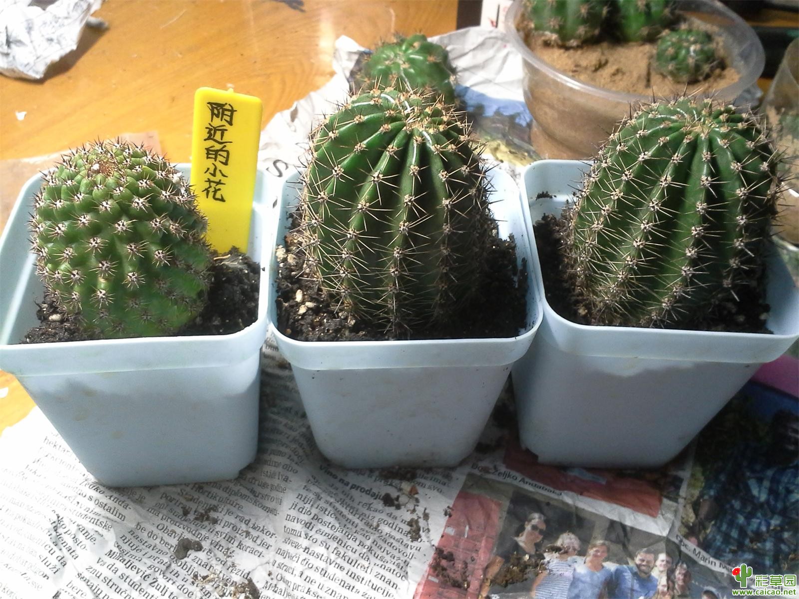 【结束】广西崇左普通毛花、彩草
