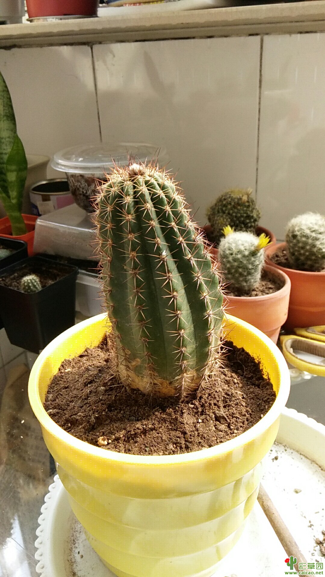 记录一下