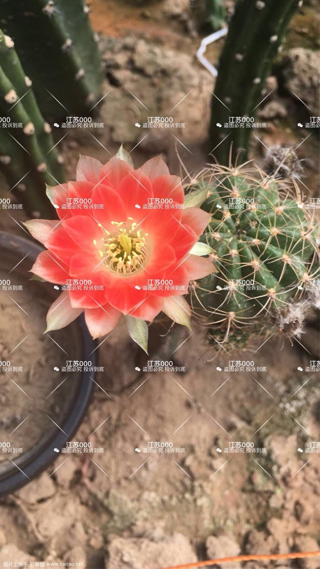 开花了