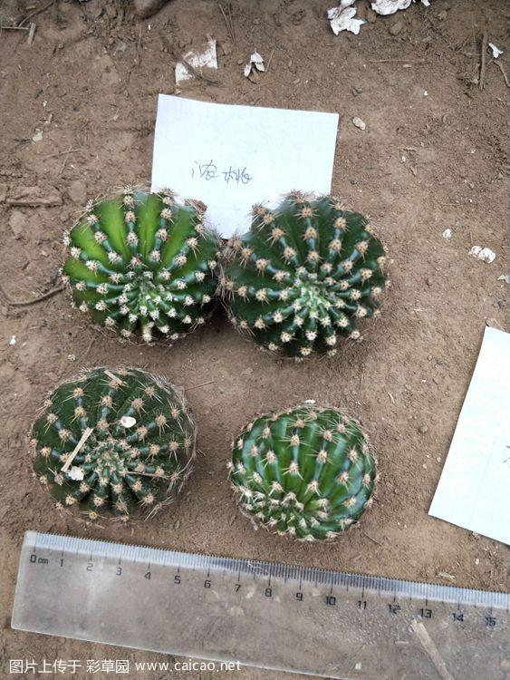 石家庄-出售席克氏，席杂，丽花,毛花柱，杂交黄金钮等