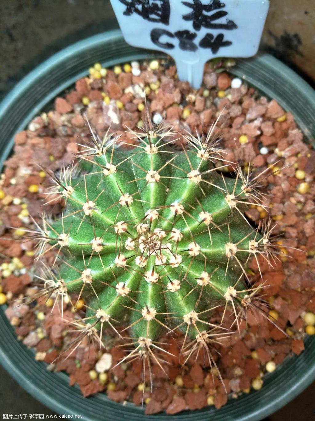  我的这几个球今年不知道能不能开花？  
