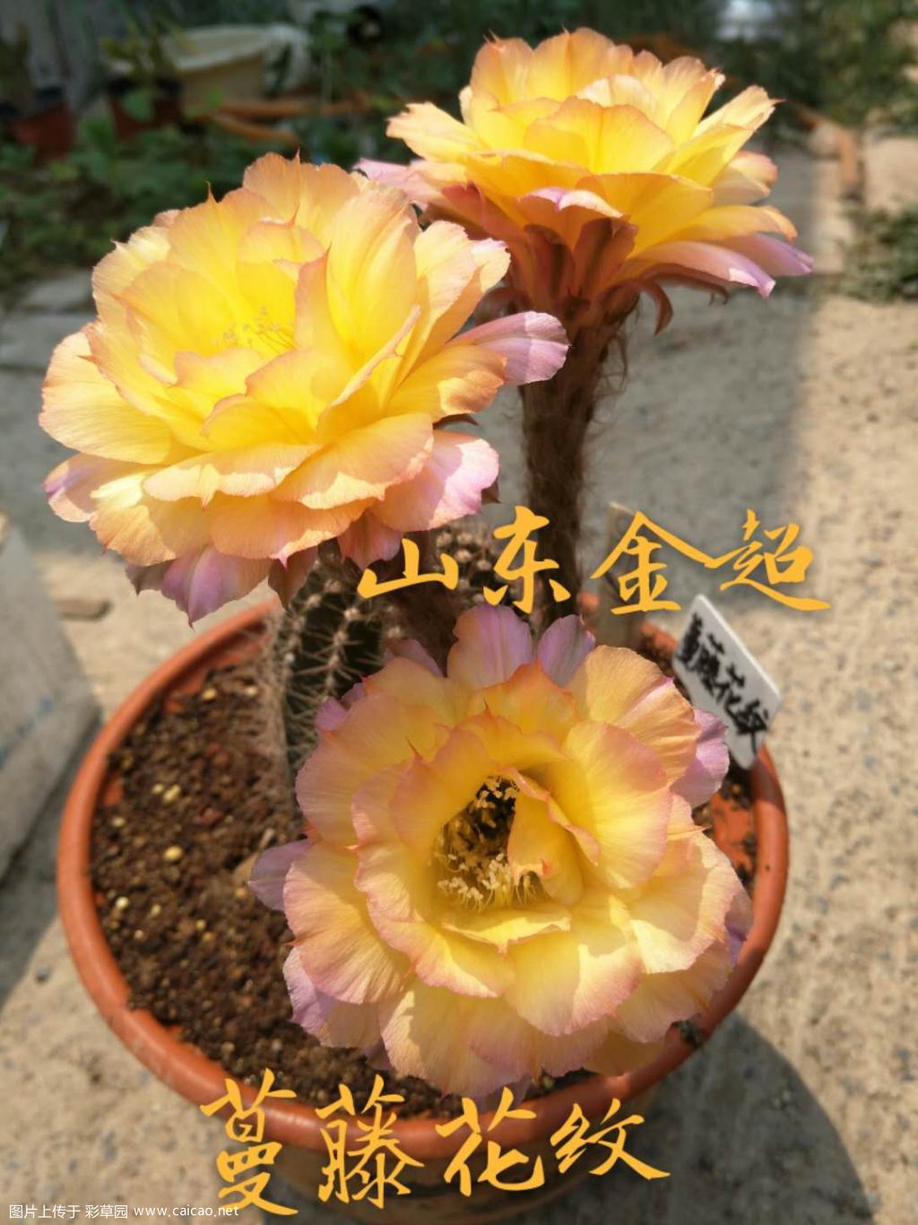 我的球，去年开的！