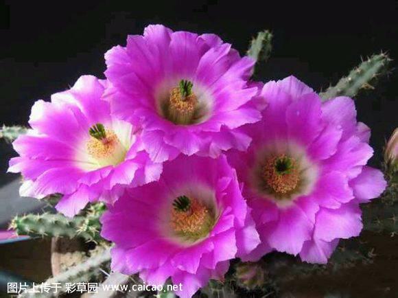 美花角