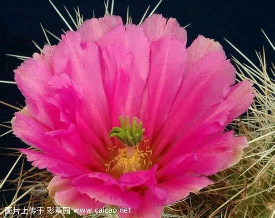 荒芜者（Echinocereus stramineus (Engelm.) F.Seitz 1870）