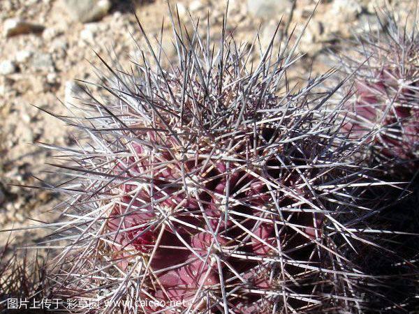 多刺虾（Echinocereus polyacanthus Engelm）