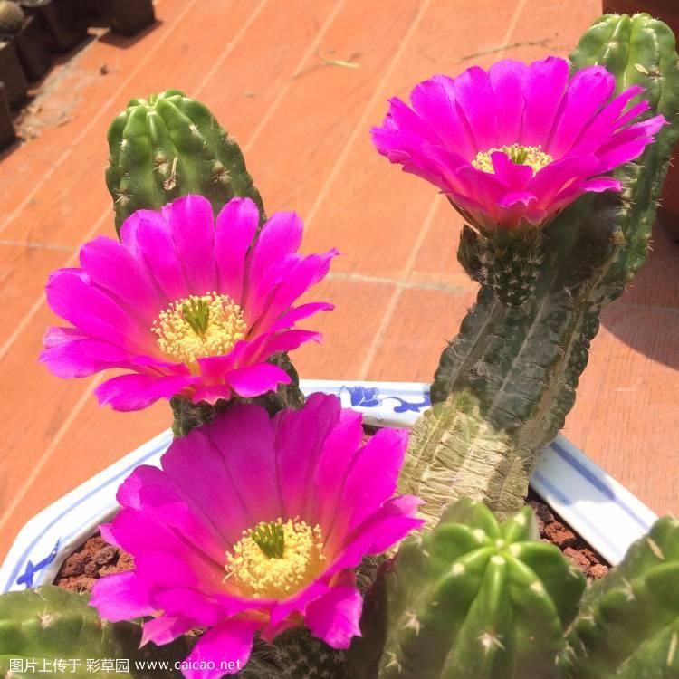 紫翠虾（Echinocereus viereckii ssp. Morricalii）