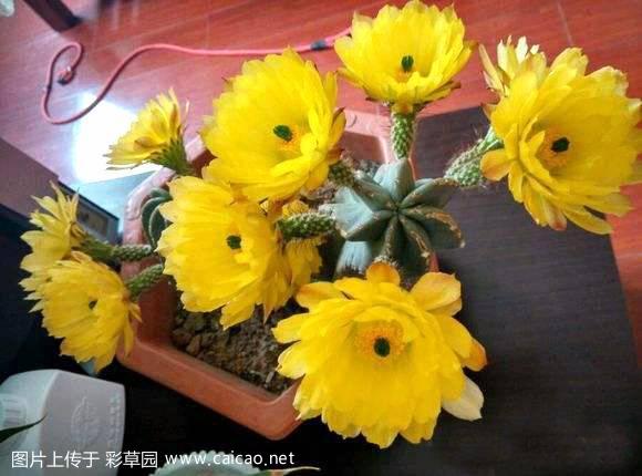 微刺虾（Echinocereus subinermis Salm-Dyck ex Scheer 1856）