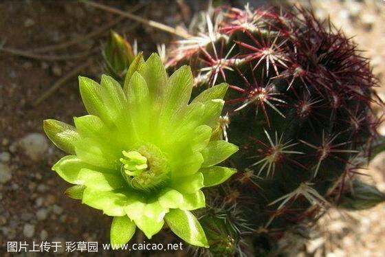 青花虾（Echinocereus viridiflorus Engelm. 1848）