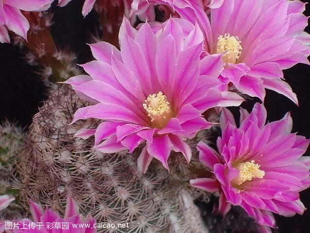 紫红玉（	Echinocereus adustus Engelm. 1848）