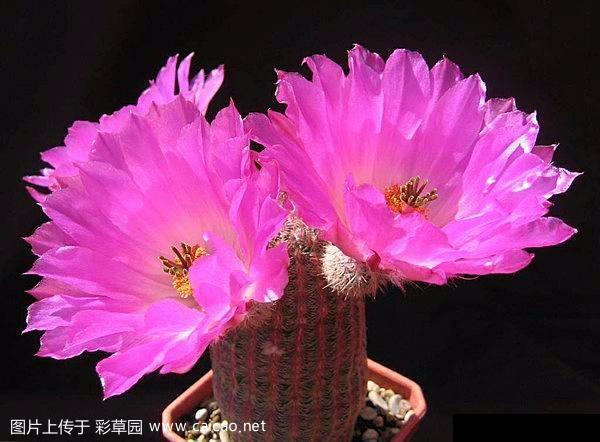 太阳（Echinocereus rigidissimus var. rubrispinus）