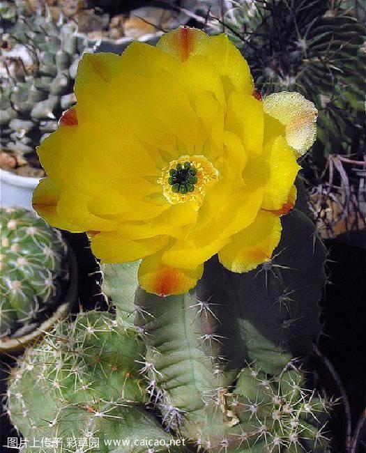大玉杯（Echinocereus subinermis var. ochoterenae (J.G.Ortega) G.Unger 1984）