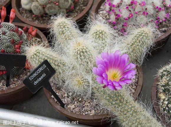 翁锦（Echinocereus delaetii (Gürke) Gürke 1909）