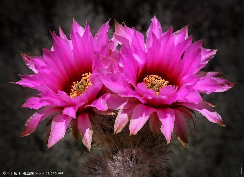 丽光丸（Echinocereus reichenbachii）