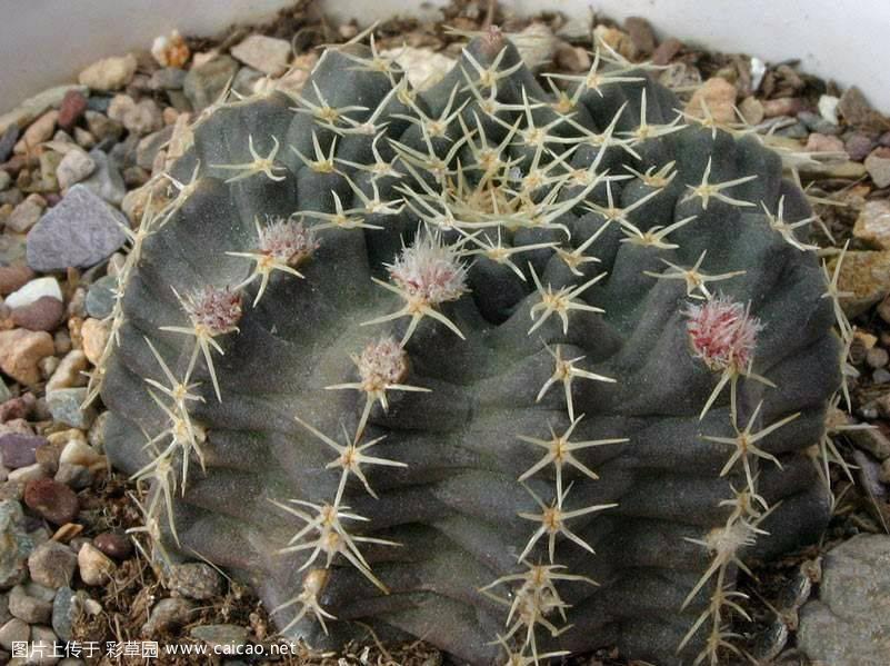姬路丸（	Echinocereus pulchellus (Mart.) K.Schum. 1894）