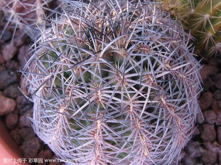 火红玉（Echinocereus adustus subsp. schwarzii (A.B.Lau) N.P.Taylor 1997 ）