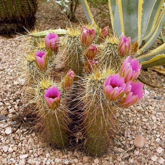 司虾（Echinocereus engelmannii）
