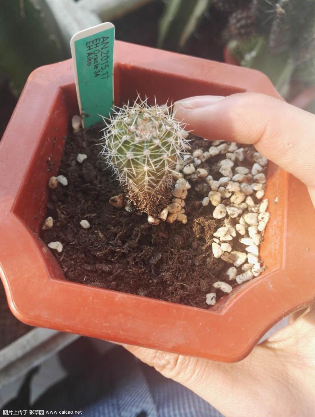 嫁接与非嫁接的对比