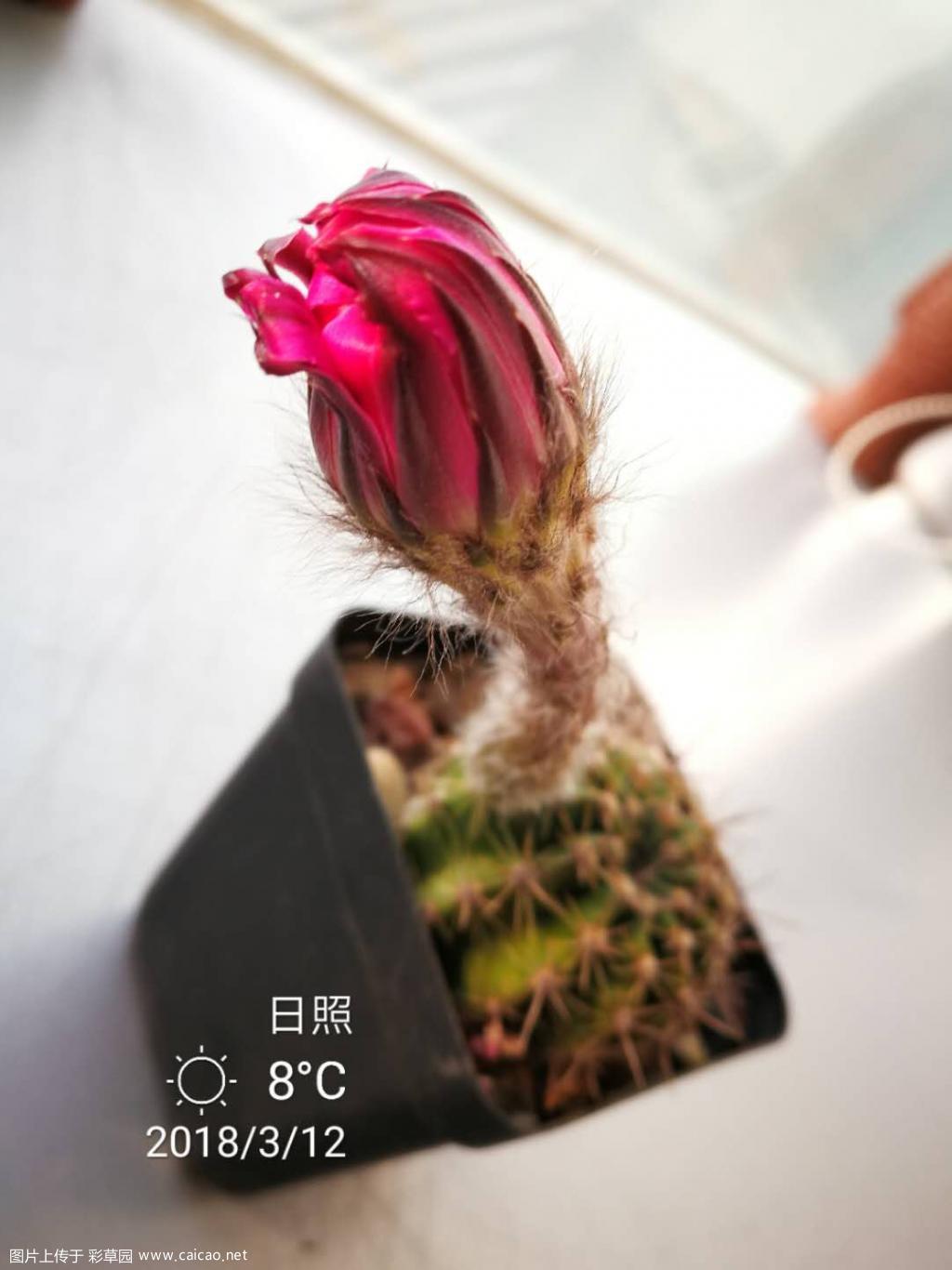 偷偷开花的球不是好球