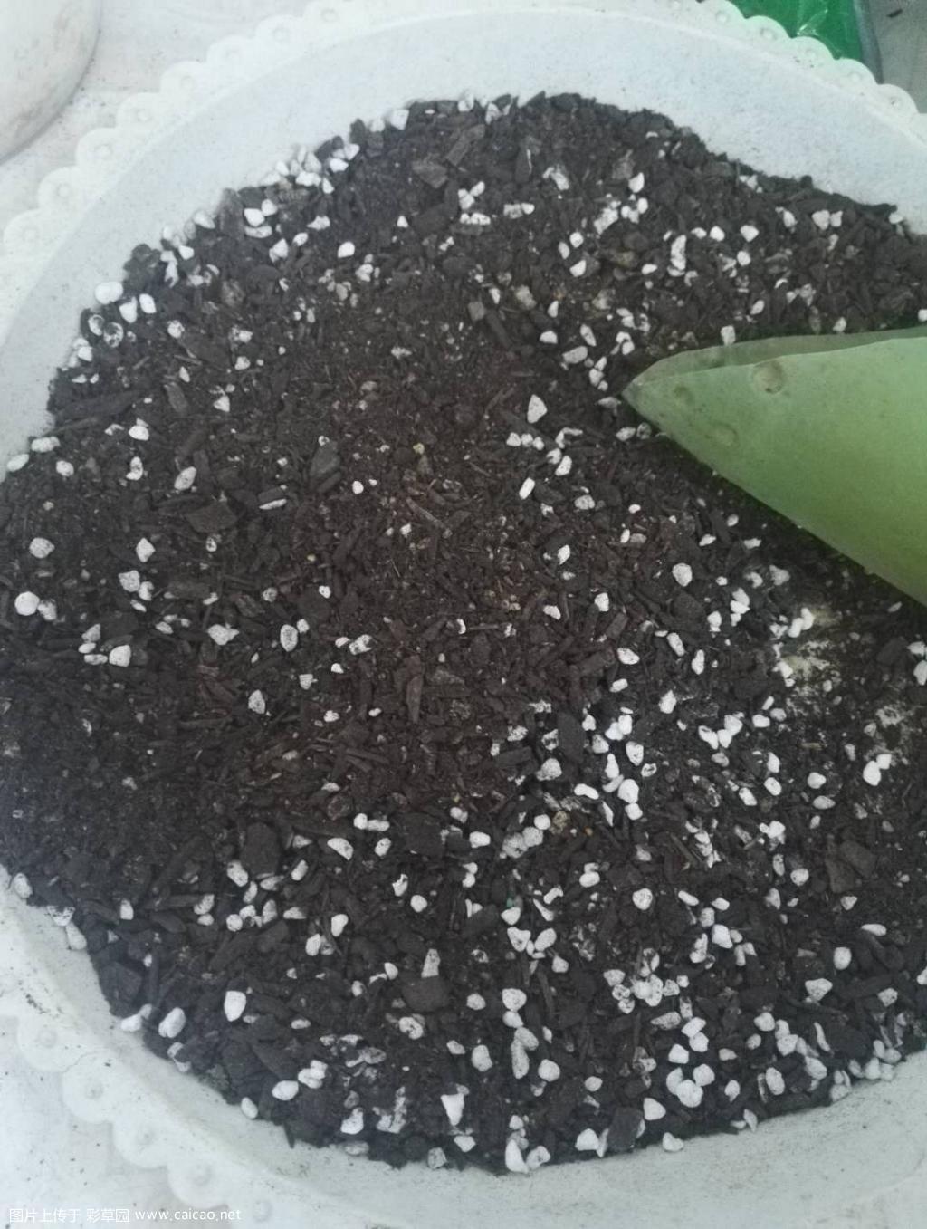 仙人球简易上盆教程