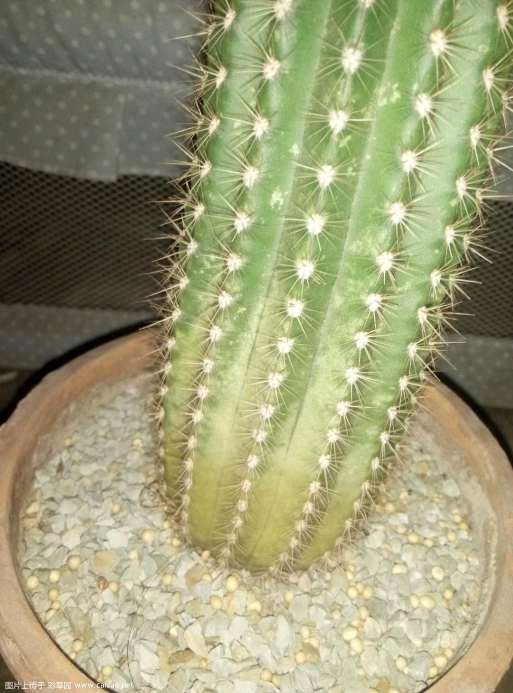 飞碟下边这样是怎么回事