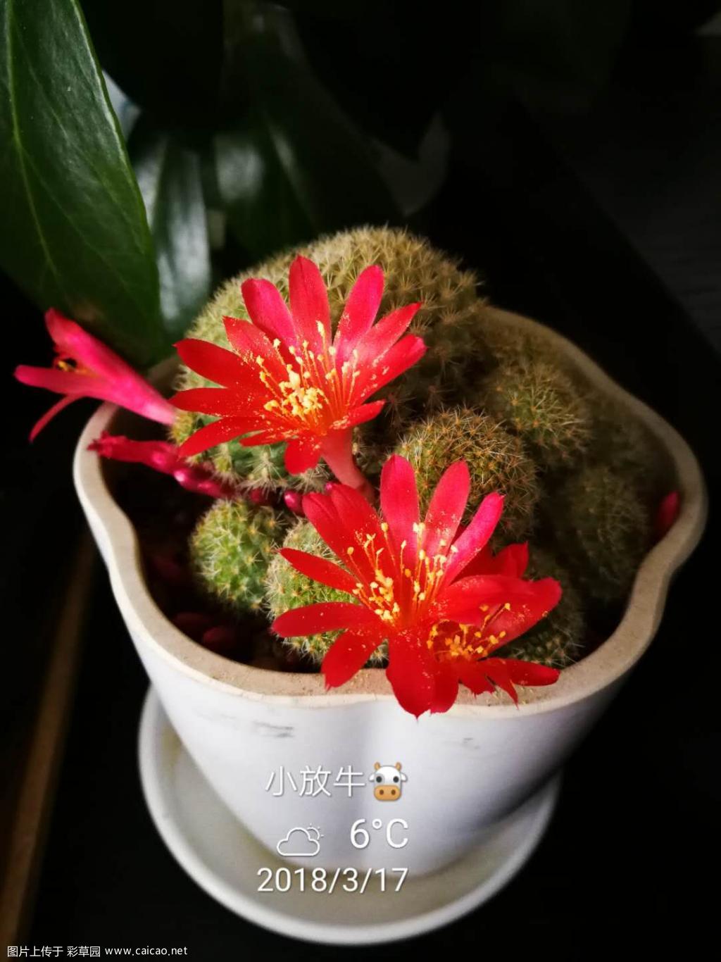 小红花