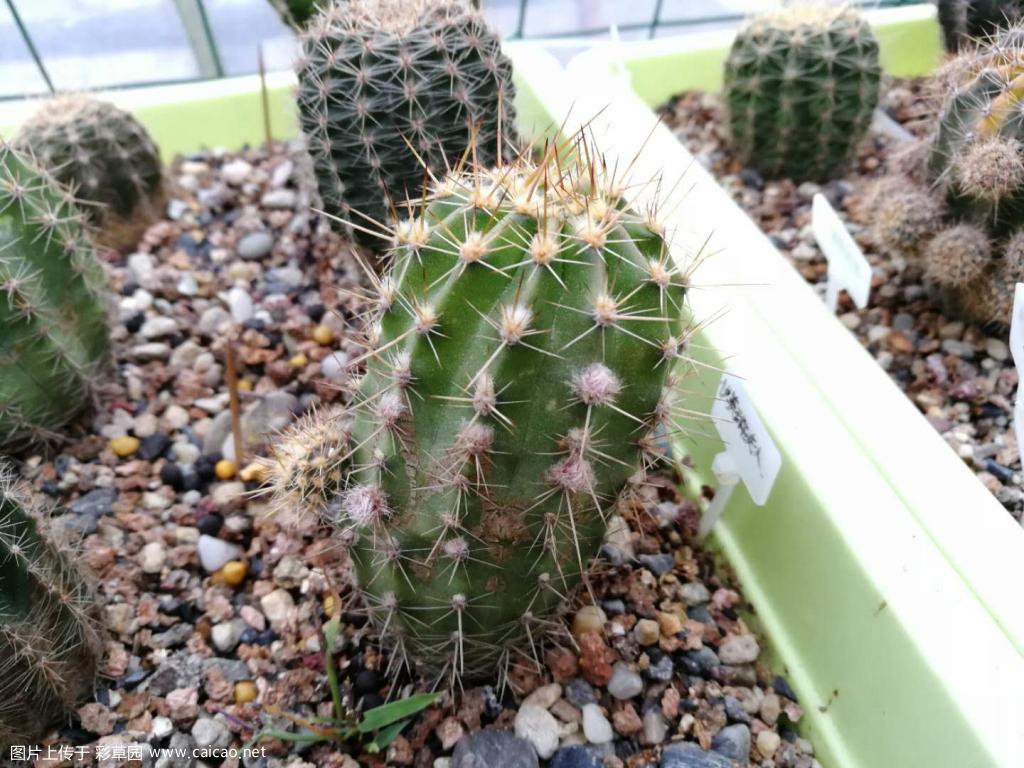 我也晒下有花苞的球球和柱子