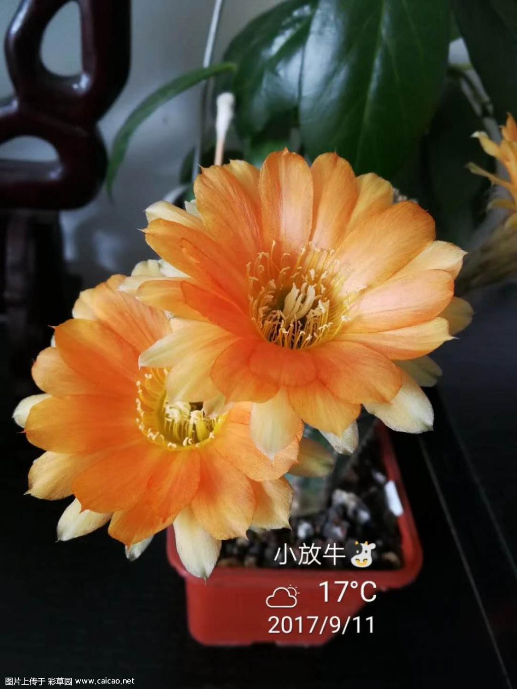 橘黄花金刚