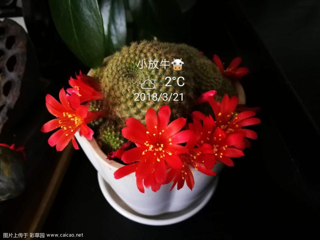 别有情趣的小花