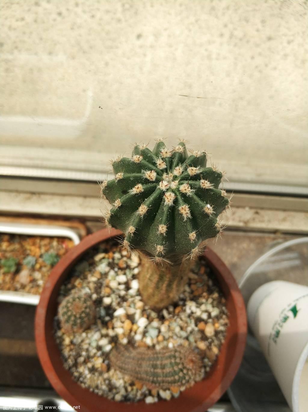 此球如何砍头？