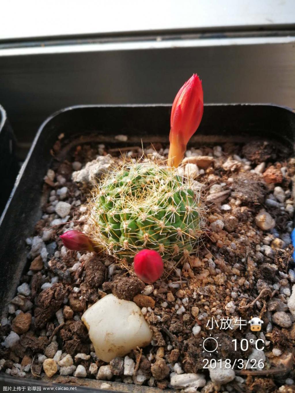 又有小丽要开花