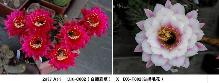 （北京）出彩草及毛花杂交种子