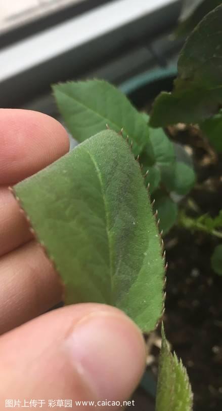 月季白粉病的防治