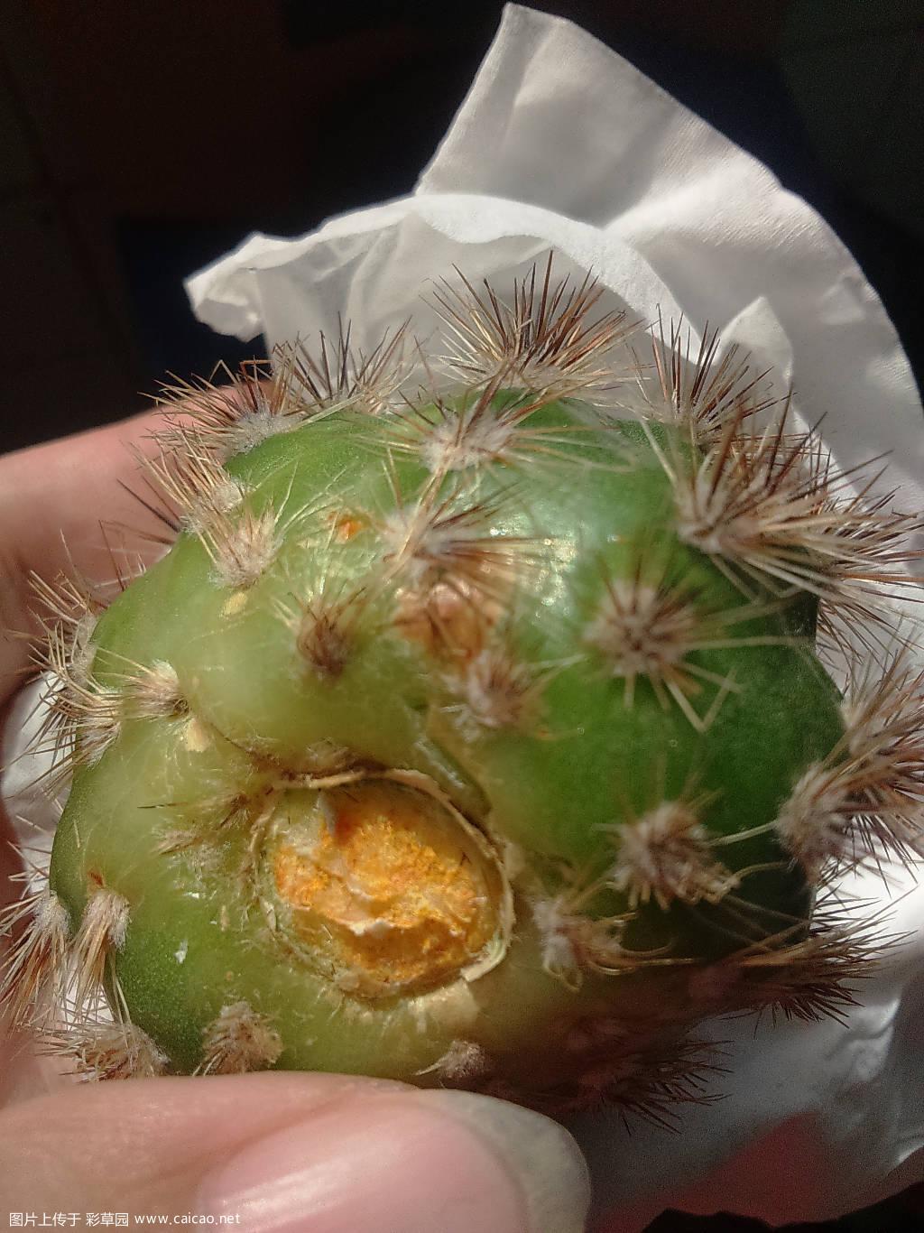 刚入的球 上面都是锈斑怎么办