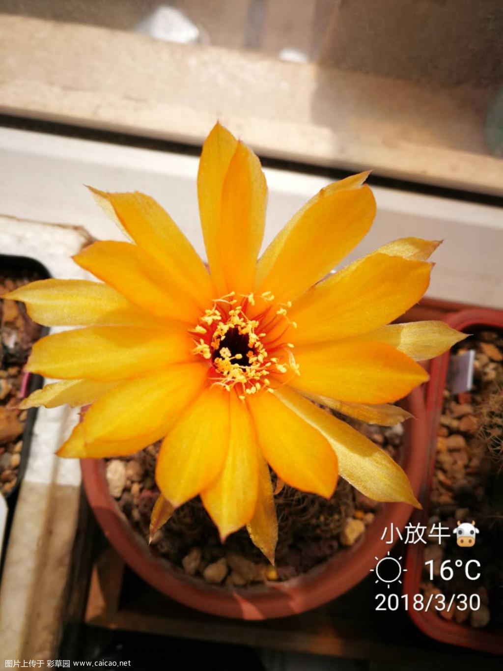 小黄花