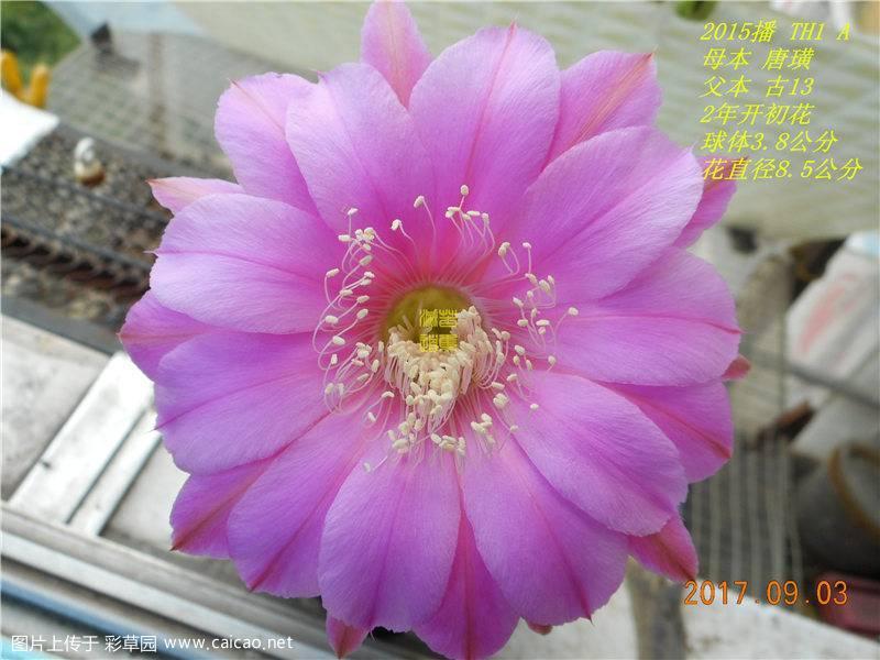 CZJ.2015.TH1.A      2年开花的急性子