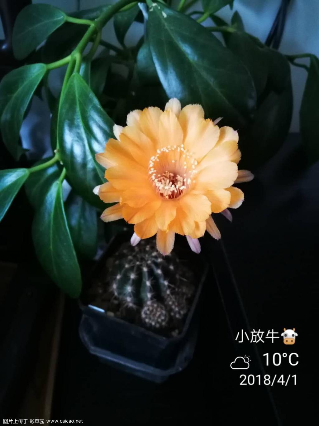 带香味的仙人球花