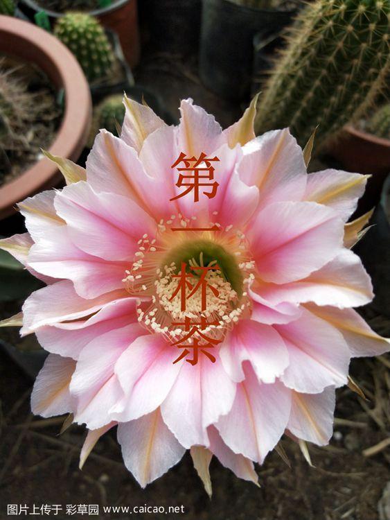 春天的礼物---美美的花花美美的球 多图