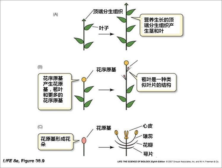 成花（激）素——从传说到现实