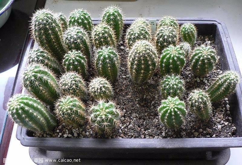 毛花柱杂交子播到开花需要几年