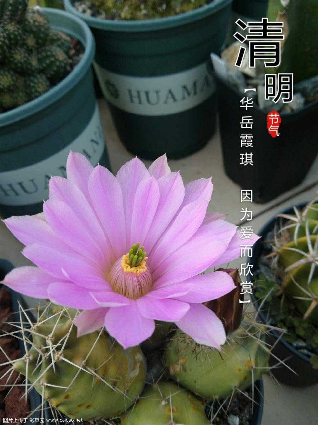 清明