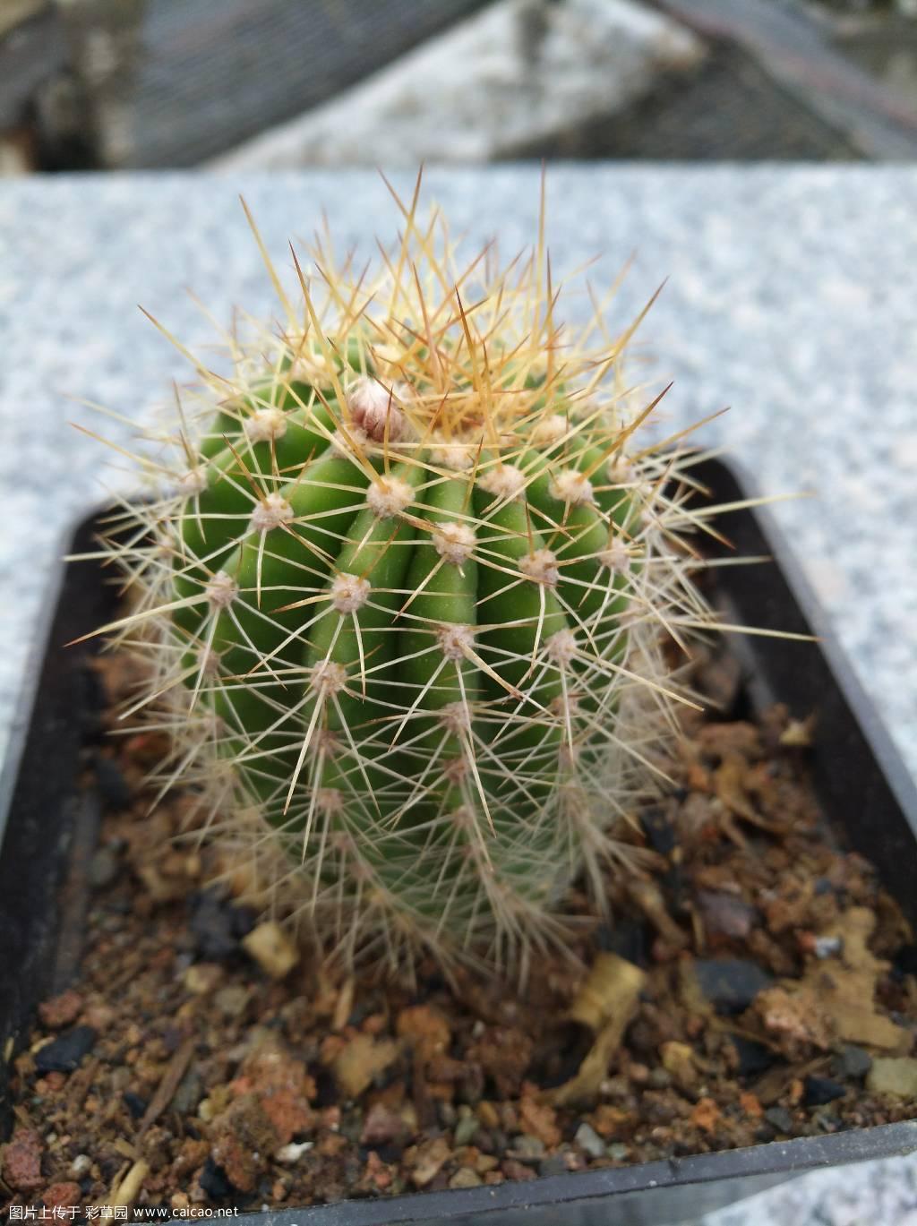 毛花还是彩草？忘了。16年秋播的种子苗