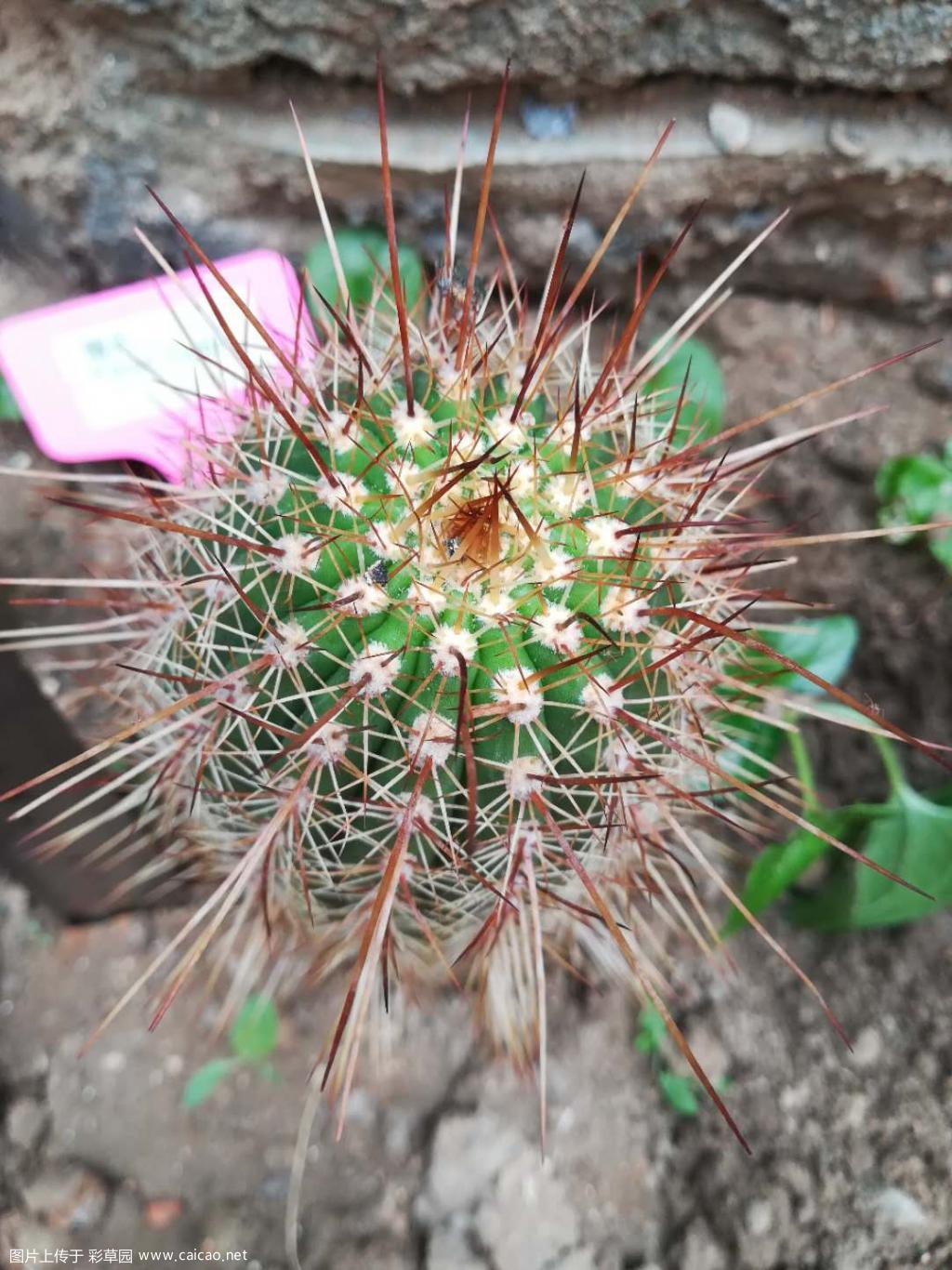 (出)一条毛花柱大球