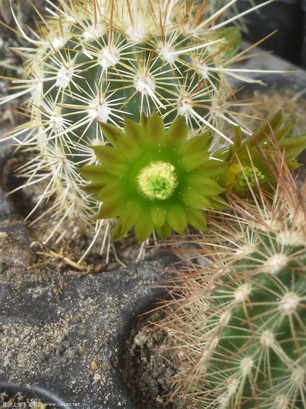 小虾