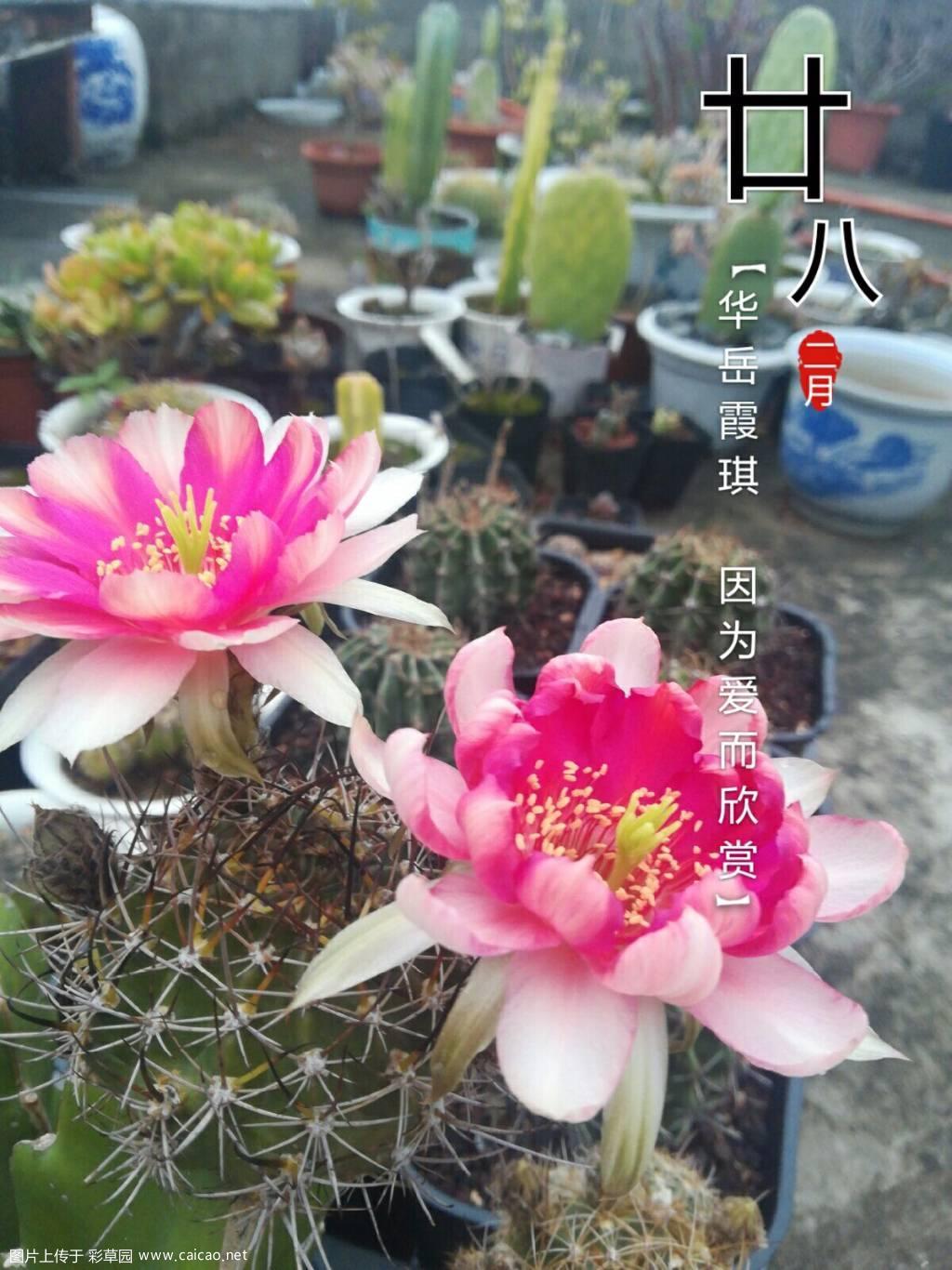 奇葩56c